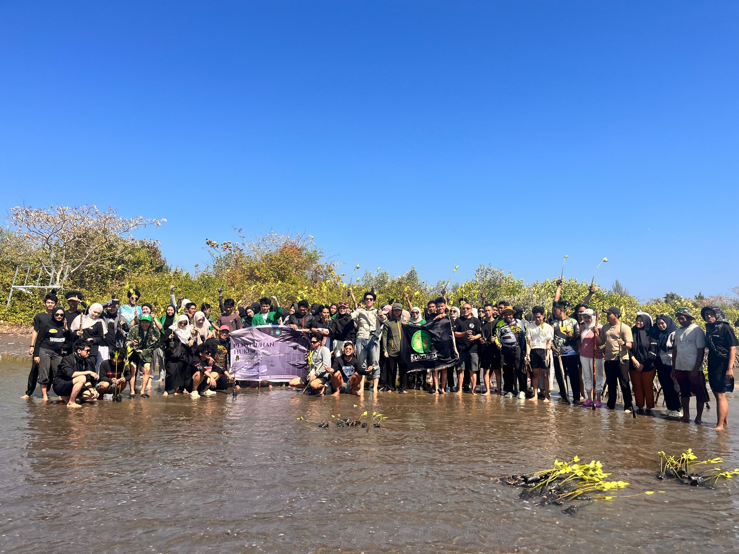 HMJ Ilmu Hukum Tanam Mangrove, Wujudkan Hukum yang Hadir untuk Lingkungan